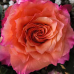 Testfoto Gigaset GS 6: Rose