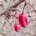 Testfoto Moto Edge 70: Portrait