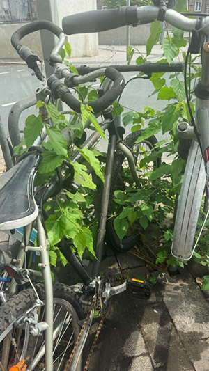Bikedschungel